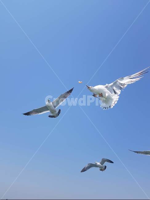 하늘,바다,갈매기,새,날개,동물,animal,조류,새,birds
