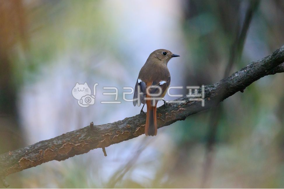 딱새,조류,새,동물,가을,계절,숲,나무,텃새,산새,나뭇가지,실외,animal,bird,finch,season,branch,forest