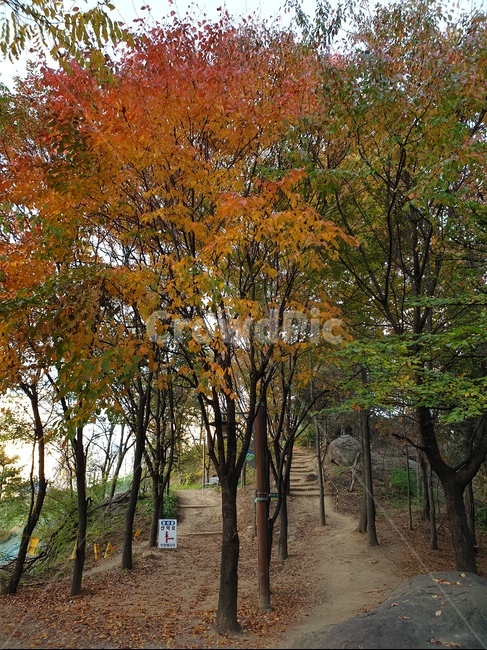 단풍나무,나무,단풍,오솔길,자연,plant,식물,나무줄기,나뭇잎