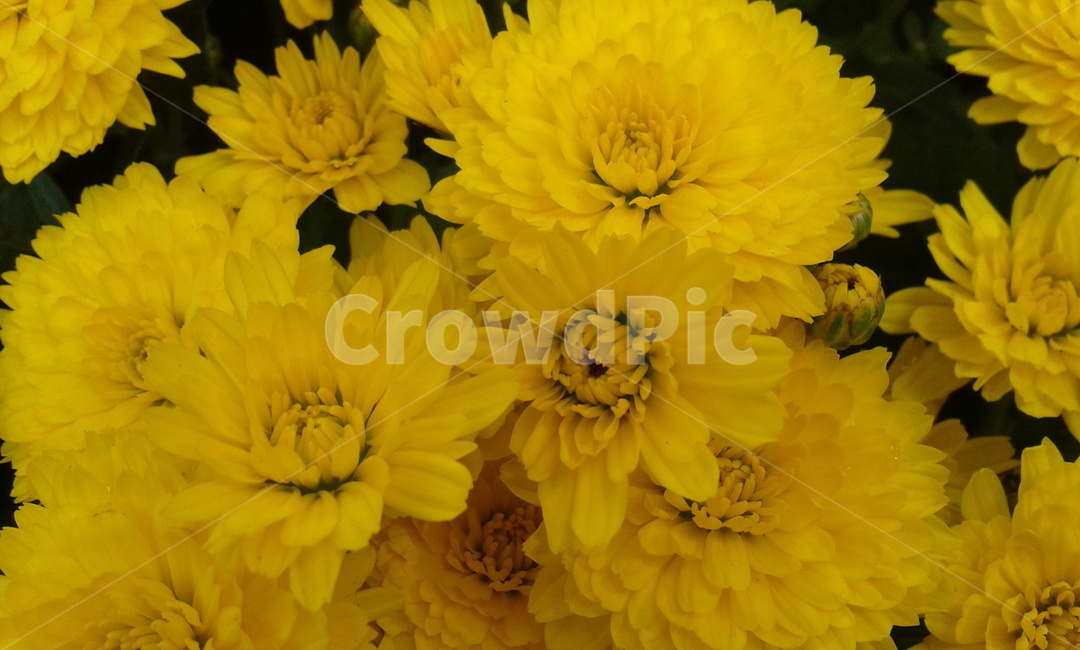plant,식물,flower,꽃,blossom,yellow,식물,자연,plants,nature,꽃,flower