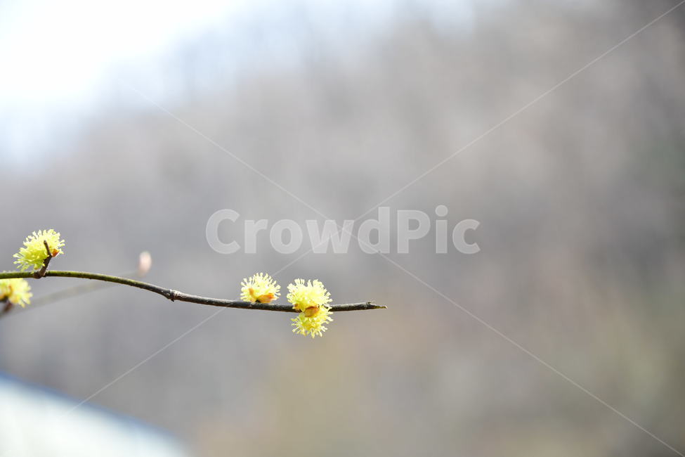 식물,plant,봄,노랑,산수유,꽃