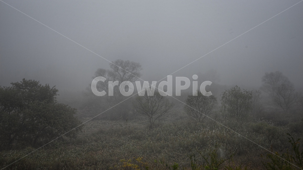 풍경,안개,나무,새벽,숲,자연,풍경,nature,landscape,weather,날씨,outdoors,옥외