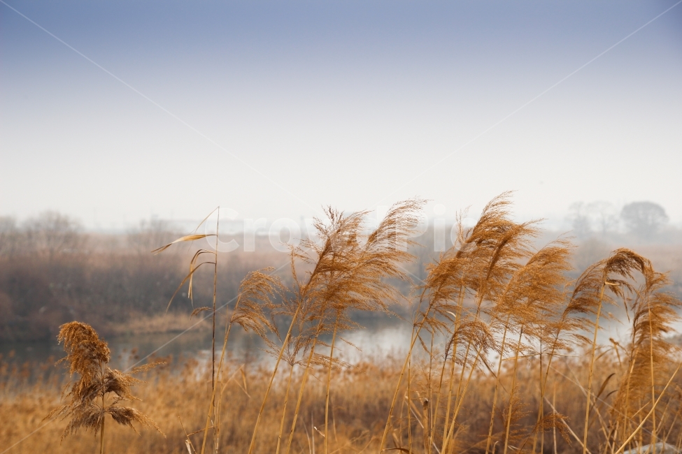 갈대,강가,riverside,겨울,계절,나무,풀,자연,겨울,계절,winter,season,식물,자연,plants,nature