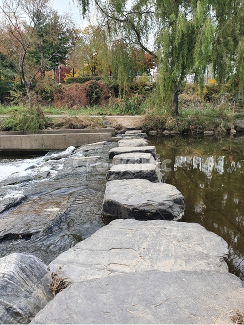 flagstone,판석,나무,돌다리,징검다리