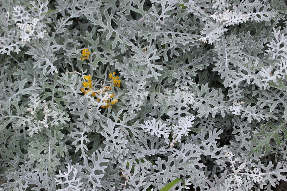 꽃,봄,여름,꽃잎,꽃축제,식물,자연,plants,nature