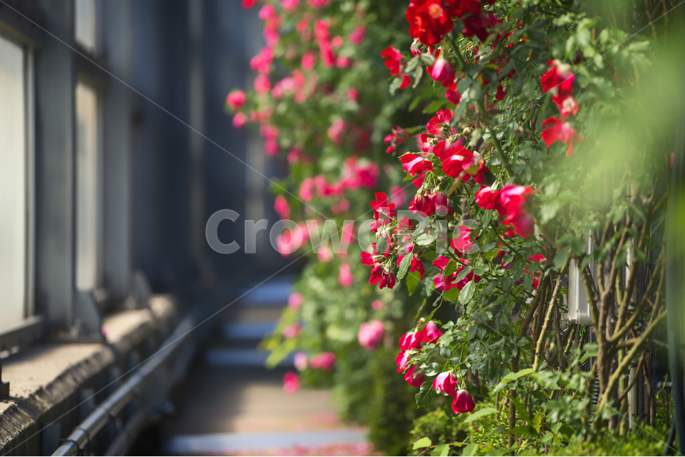 자연,봄,꽃,감성,장미,식물,자연,plants,nature,꽃,flower