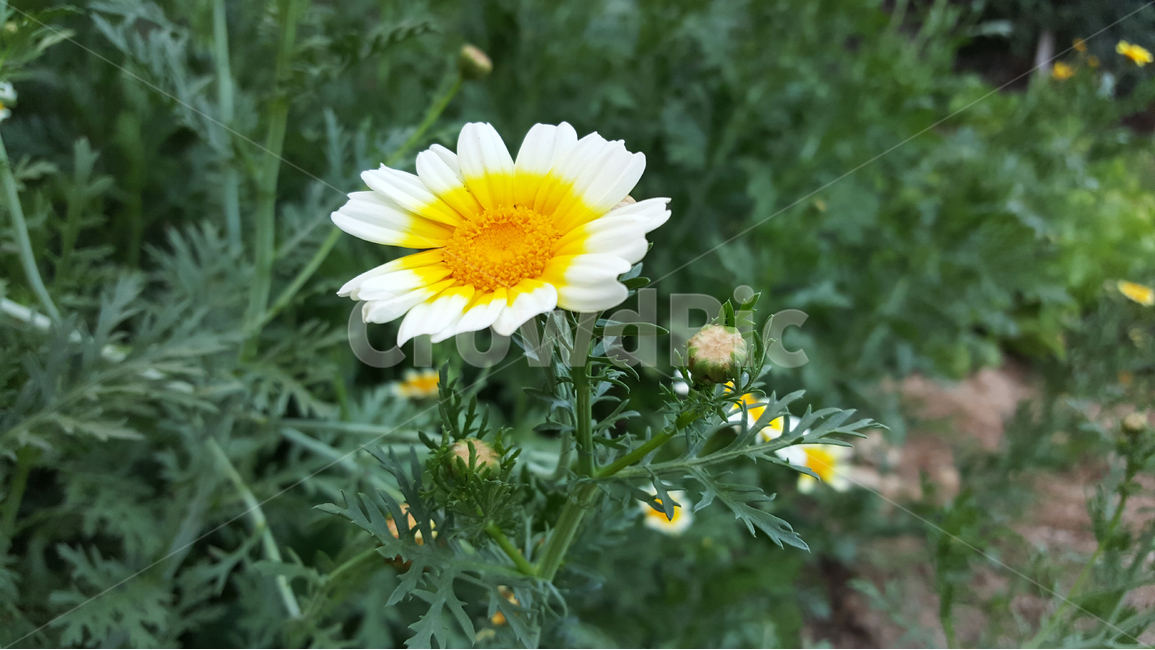 쑥갓,꽃,농장,채소,야채,자연,청정,식물,자연,plants,nature,꽃,flower