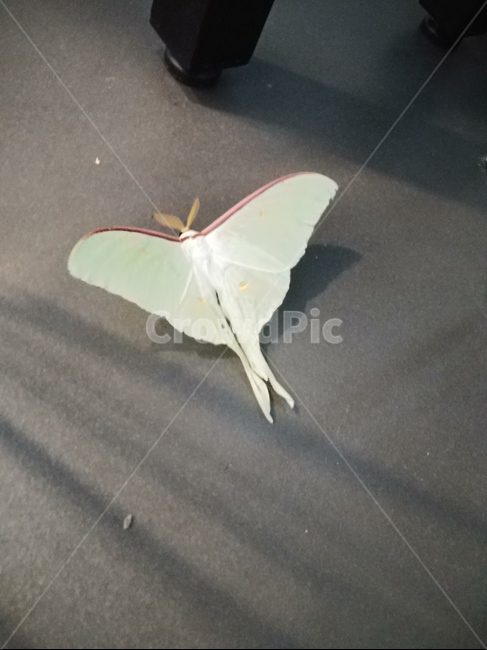 민트색,푸드득,나방,커다람,밝음