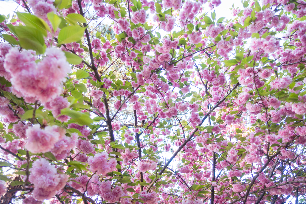 봄,복사꽃,핑크,꽃,4월,spring,flowers,pink,april,봄,계절,spring,season,식물,자연,plants,nature,꽃,flower,plant,blossom