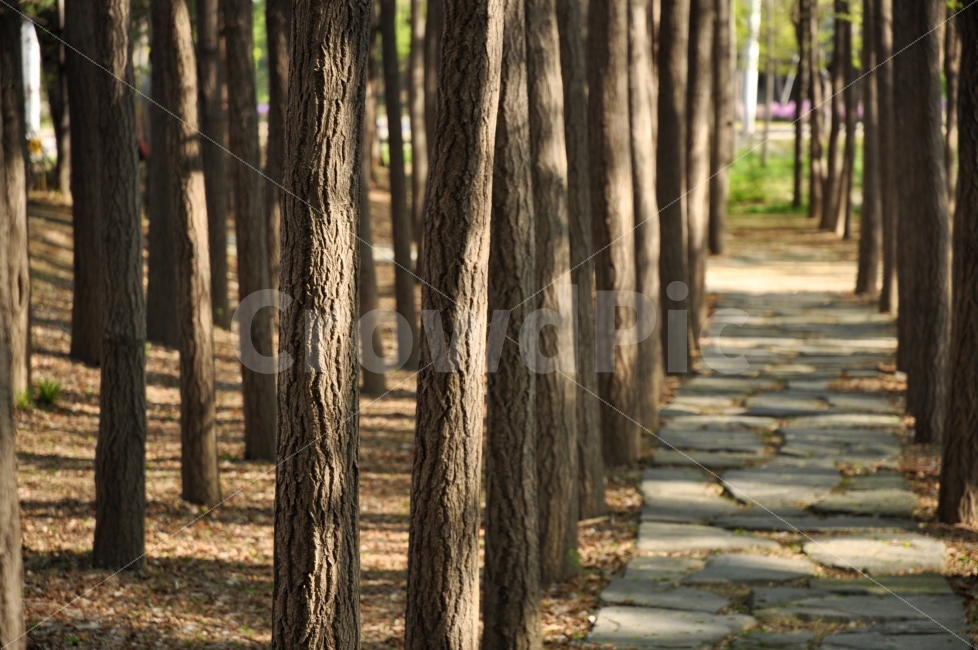 서울숲,나무,길,가로수,숲,돌길,서울,자연,seoul,forrest,trees,path,stone,brick,road,nature,background,자연,풍경,nature,landscape,tree,plant,식물,tree trunk,나무 줄기