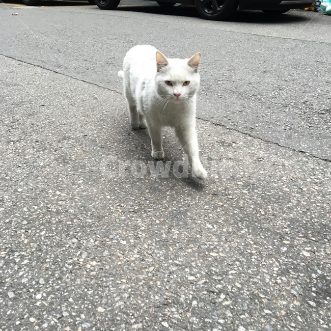 길고양이,고양이,하얀고양이,길냥이,유기묘