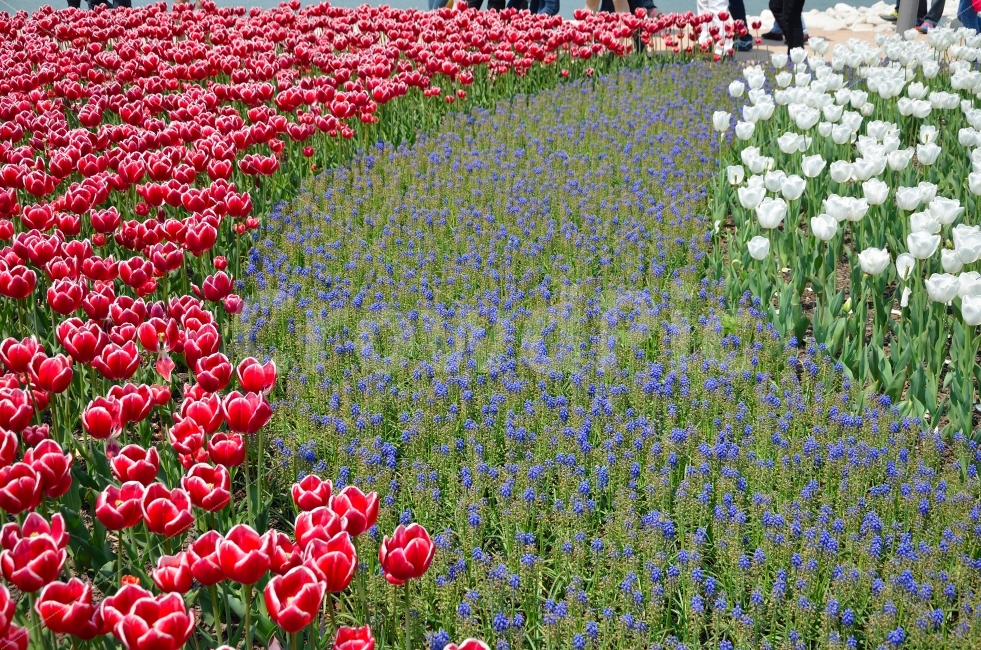 	튤립,꽃,식물,자연,순천,국제정원박람회,풍경,식물,자연,plants,nature,꽃,flower