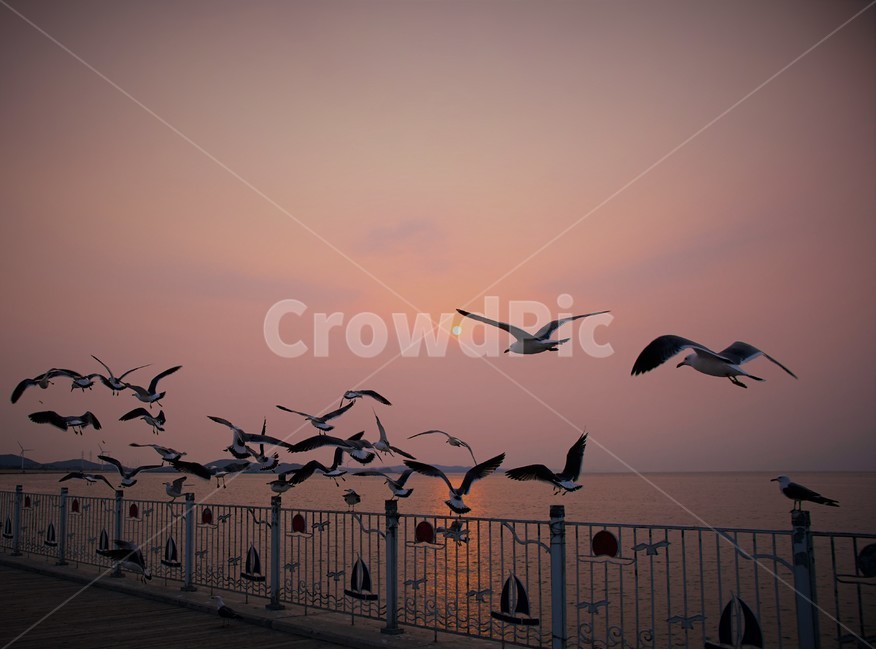 바다,갈매기,새,조류,석양,자연,풍경,nature,landscape,동물,animal,조류,새,birds,flock,대군,bird