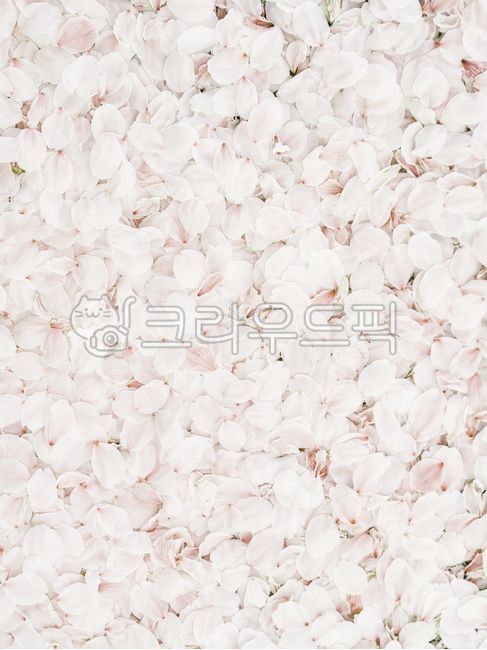벚꽃,꽃,꽃잎,벚,봄,식물,계절,아름다운,예쁜,이쁜,자연,flower,petal,백그라운드,배경,텍스처,질감,패턴,무늬,꽃백그라운드,꽃배경,꽃패턴,파스텔톤,파스텔,꾸미기