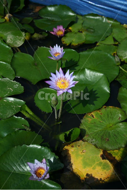수련,식물,flower,plants,nature,꽃,수생식물,연못,식물,자연,plants,nature,꽃,flower
