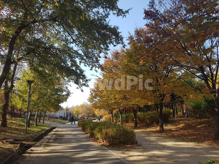 가을,단풍,은행잎,단풍잎,은행,자연,계절