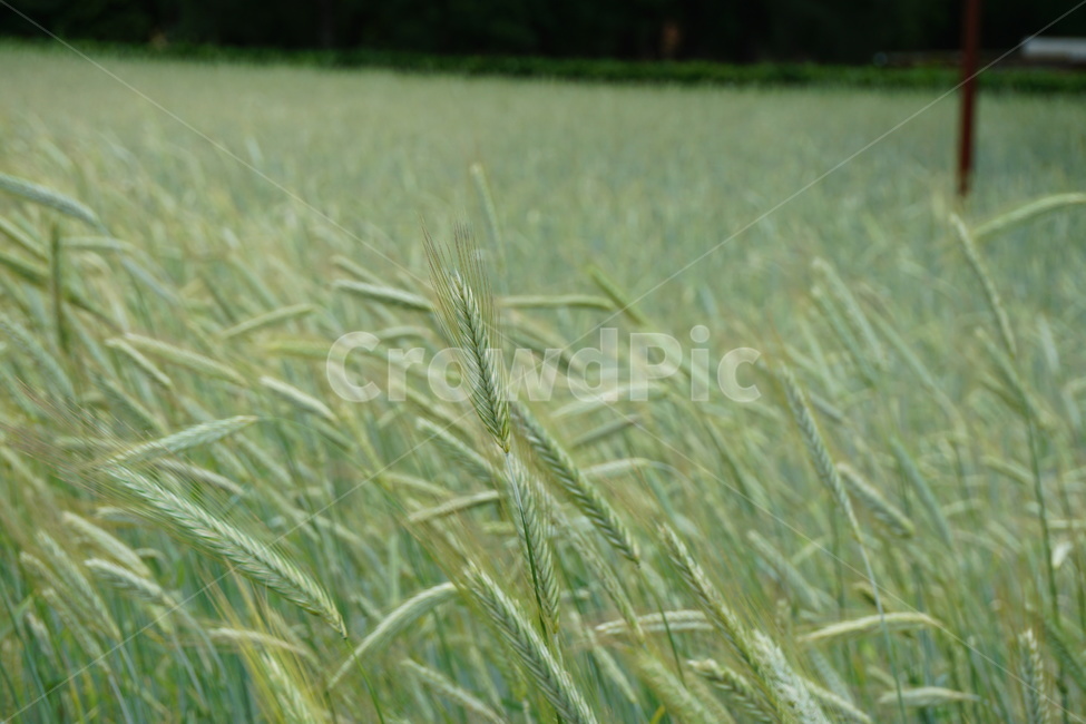 grass,잔디,plant,식물,갈대,식물,자연,plants,nature