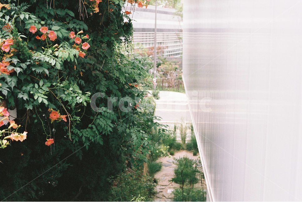 능소화,골목길,녹색식물,필름사진,초록,주황,식물,자연,plants,nature,꽃,flower