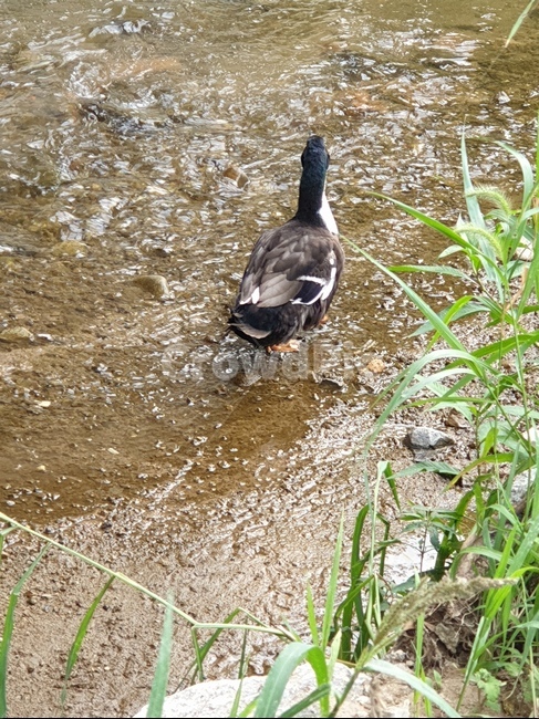 bird,새,animal,동물,오리,조류,새,birds