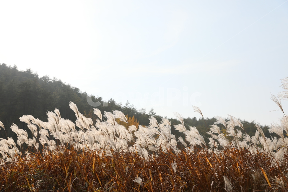 가을,억새,풍경,식물,자연,가을,계절,fall,autumn,season,자연,풍경,nature,landscape,grass,잔디,plant,lawn,reed,갈대