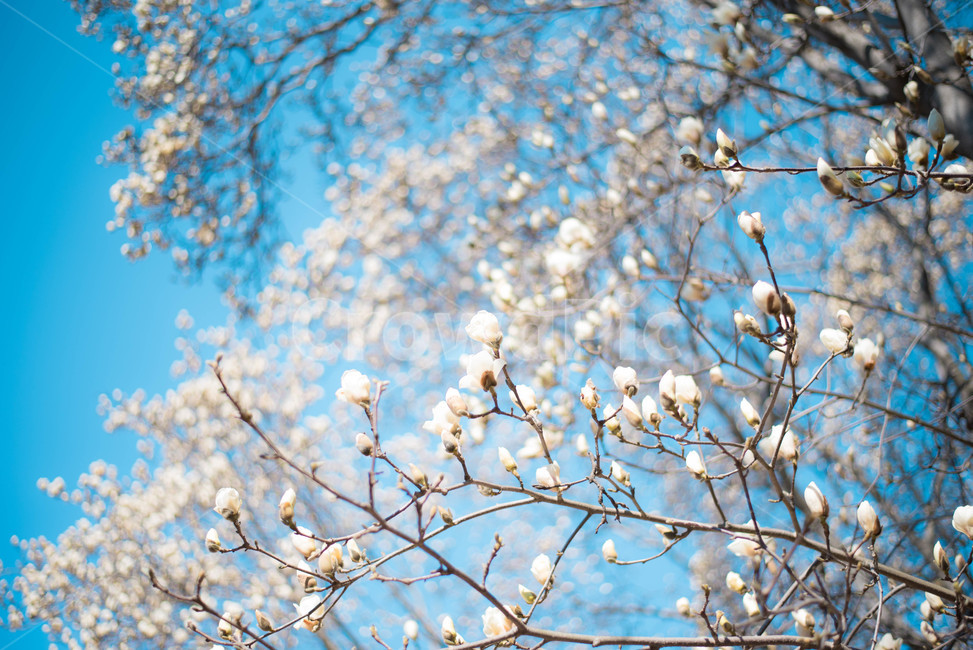 목련,목련나무,봄꽃,식물,나무,봄,계절,spring,season,식물,자연,plants,nature,꽃,flower,plant,blossom