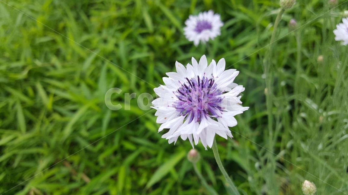 들꽃,보라색꽃,잔디밭,꽃한송이,여름,잔디,야생화,flower,plants,귀여운꽃,자연,식물,힐링,잡초,꽃,배경