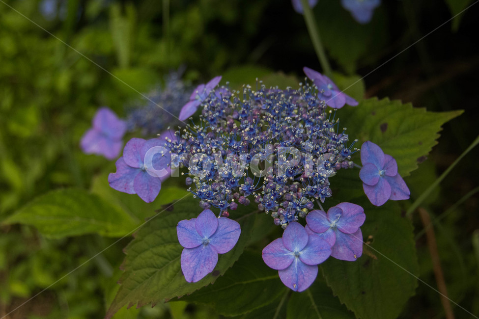 산수국,사려니숲,제주풍경,여름꽃,보라색,식물,자연,plants,nature,꽃,flower