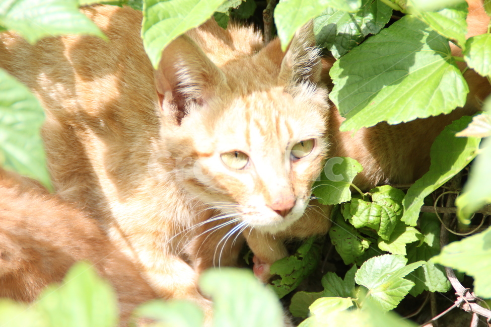 pet,animal,동물,cat,고양이,포유류,치즈,치즈고양이,잔디밭,잔디,그림자,초록,녹색,동물,animal,포유류,mammal,고양이,cat,kitten,kitty