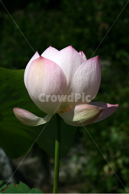 연꽃,연잎,식물,flower,plants,nature,꽃,꽃봉오리,연못,식물,자연,plants,nature,꽃,flower