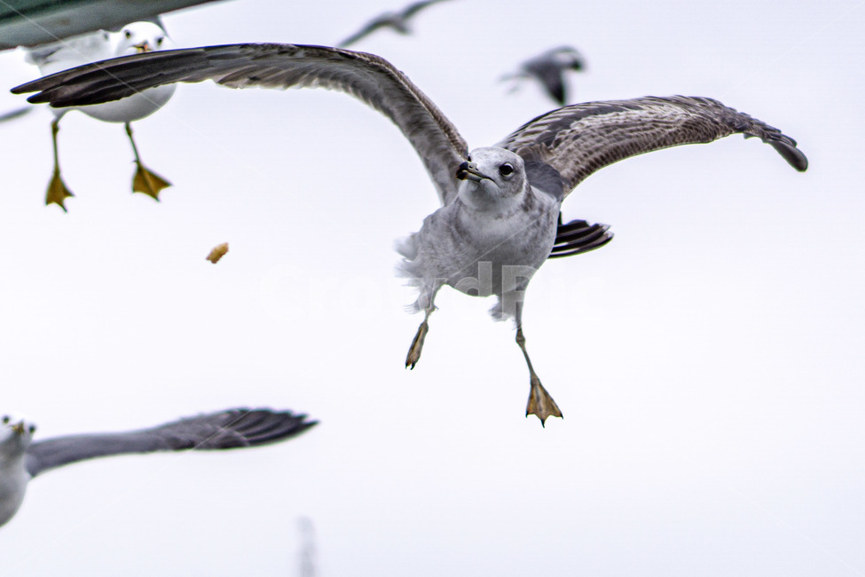 갈매기,새,bird,seagull,sea,바다,새떼,seagulls,animal,동물,flying,동물,animal,조류,새,birds