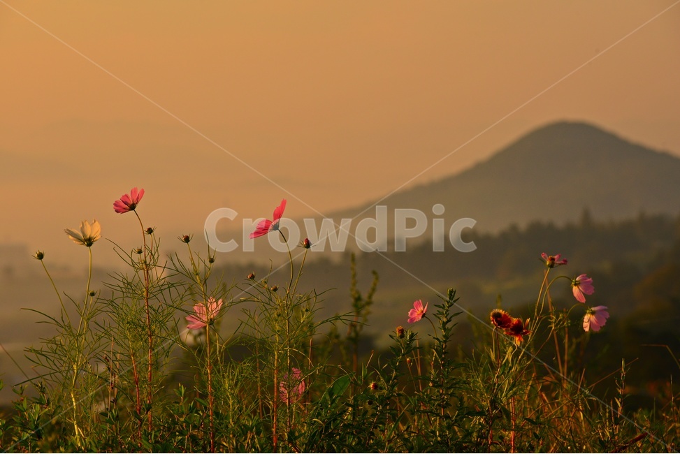grassland,목초지,field,들,전남,함평,밀재,밀재일출,여명,아침,코스모스,코스모스꽃,해돋이,blossom,flower,꽃,flare,플레어,light,빛,nature,자연,weather,날씨,outdoors,옥외,plant,식물,식물,자연,plants,nature,꽃,flower