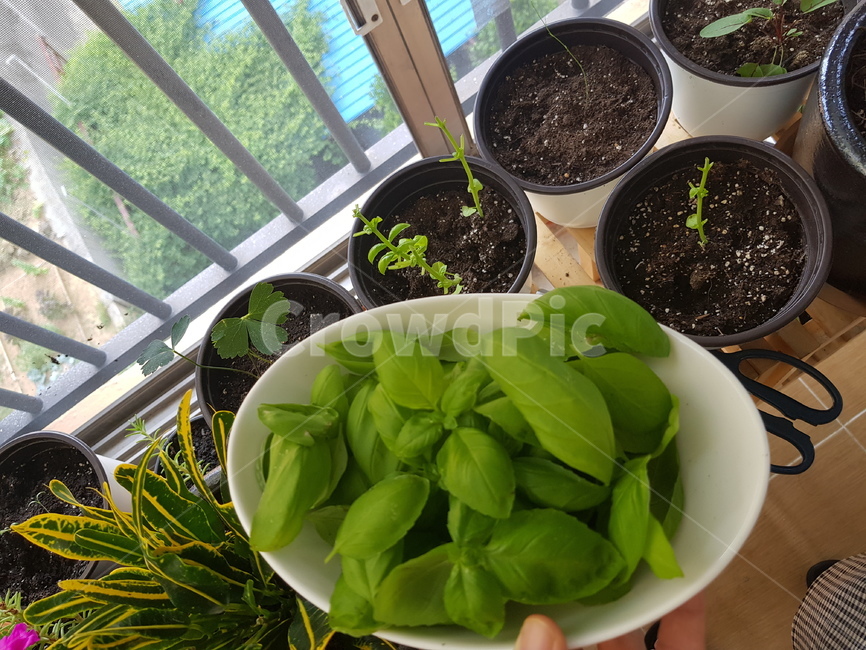 베란다정원,바질수확,바질,녹색,허브,herb,식물,자연,plants,nature