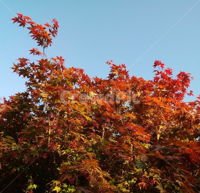 단풍나무,식물,자연,maple,낙엽활엽관목