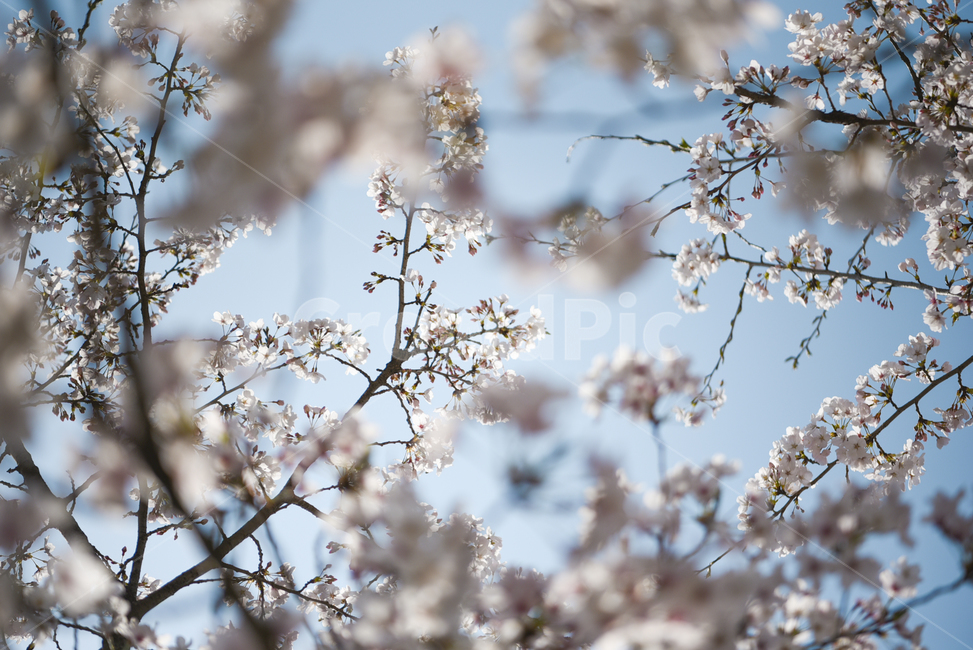 벚꽃,봄,cherryblossom,꽃,flower,식물,파란하늘,나무,가지,나뭇가지