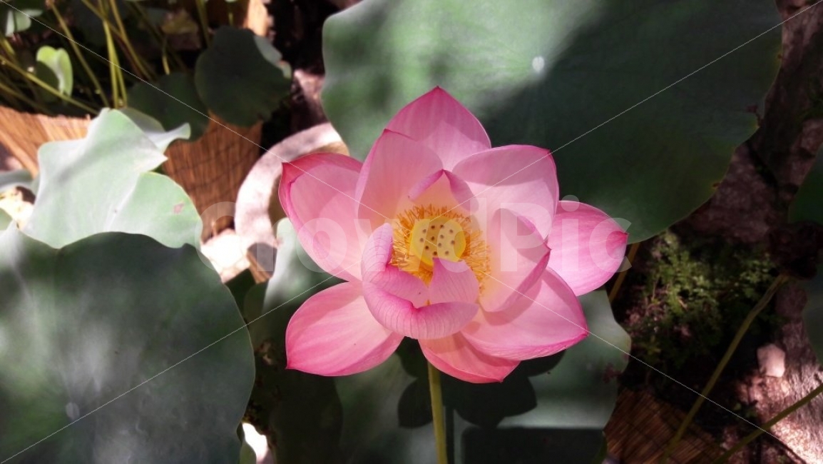 조화,꽃,절,부처,여름,식물,자연,plants,nature,꽃,flower