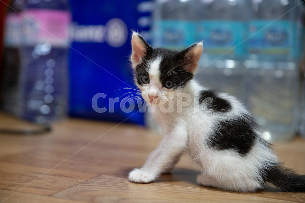 고양이,아기고양이,pet,새끼고양이,cat,귀여운고양이,kitten,kitty,cutecat,동물,animal,포유류,mammal,고양이,cat,kitten,kitty
