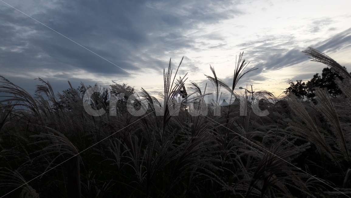 억새풀,하늘공원,석양,축제,하늘,가을,계절,fall,autumn,season,자연,풍경,nature,landscape,plant,식물,grass,잔디,lawn,reed,갈대