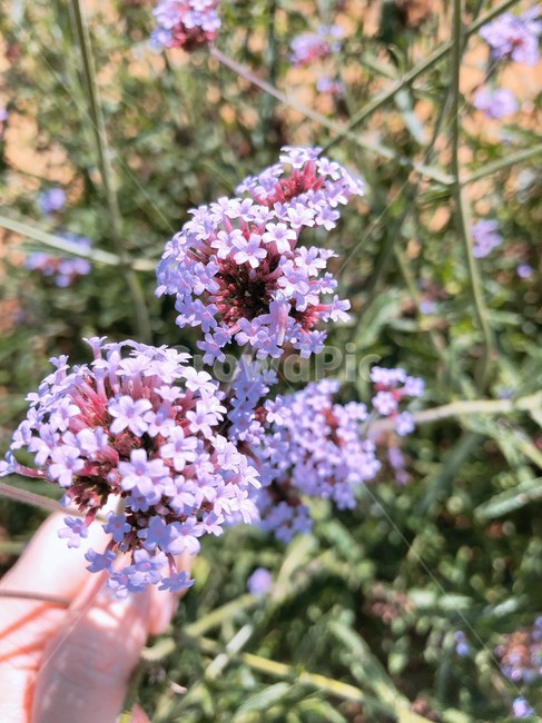 꽃,핑크,들꽃,들풀,보라색꽃,식물,plant,flower,blossom