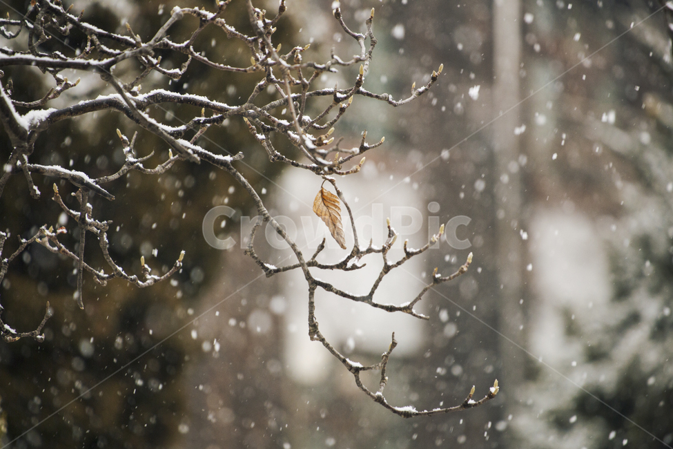 눈,겨울,낙엽,나뭇가지,풍경,겨울,계절,winter,season,식물,자연,plants,nature