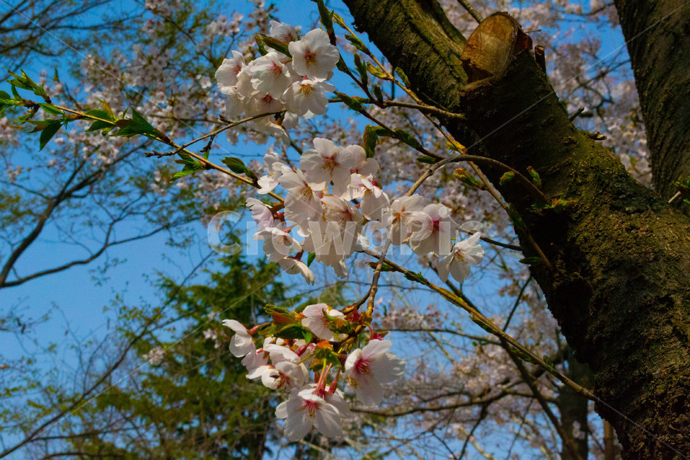 벚꽃,봄,flower,spring,꽃,나무