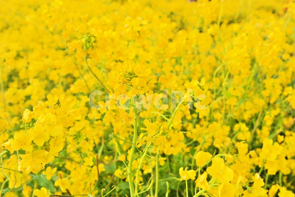유채꽃,제주도,유채밭,노란꽃,봄,봄꽃,꽃밭,yellow,blossom,flower,십자화과,채소,유채,farm