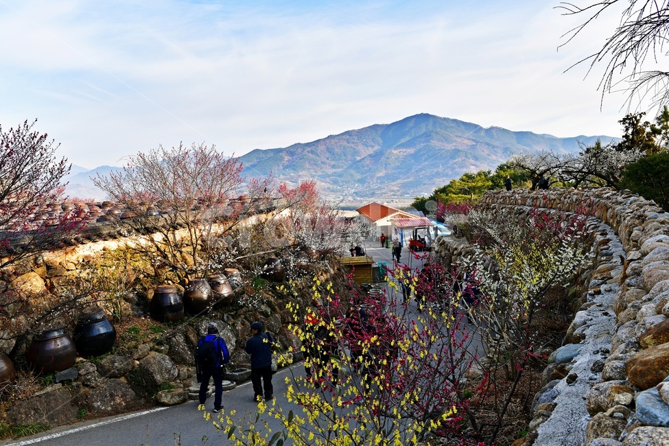 전남,광양,매화마을,매화축제,다압,섬진강,청매실농원,청매원,축제,leaf,잎,tree,나무,person,사람,human,인간,plant,식물,nature,자연,옥외,outdoors,landscape,경치,scenery,풍경