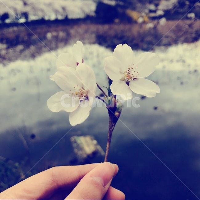 벚꽃,봄,분홍,호수,따사로운,spring,생명