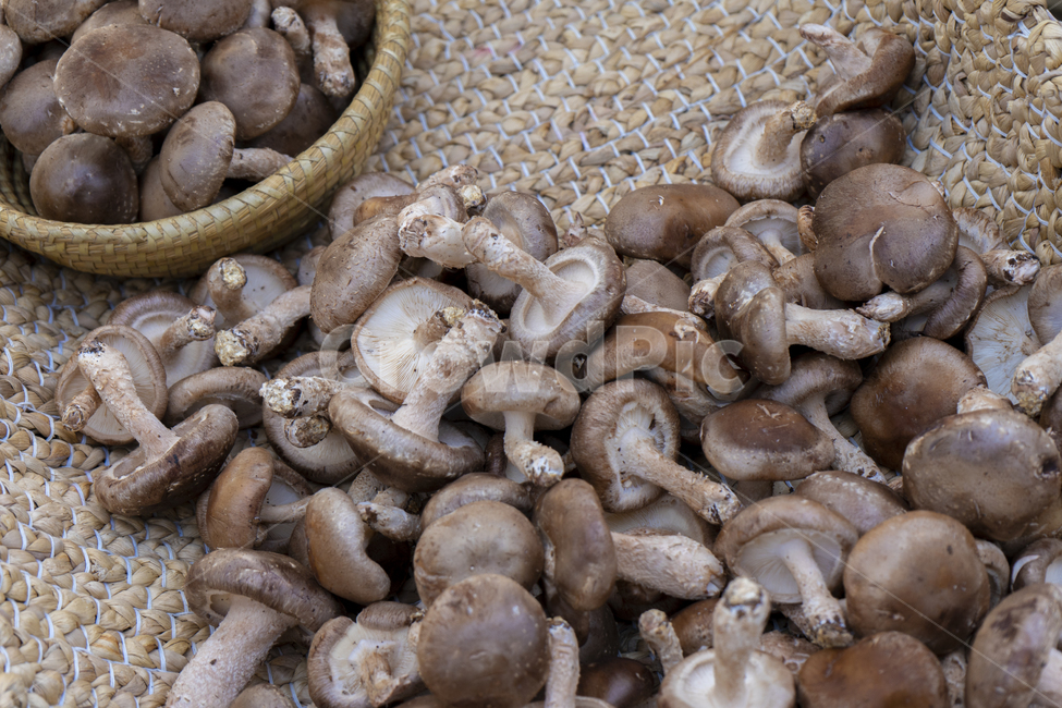 표고버섯,식재료,농산물,shiitakemushrooms,foodreserves,agriculturalproducts,farmproduce