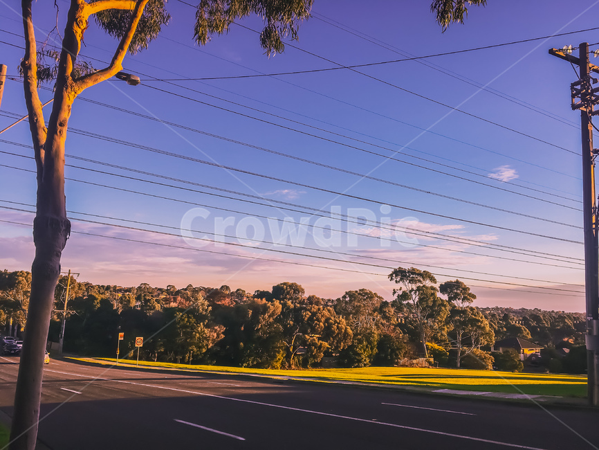 호주,멜버른,자연,빈티지,나무,야자수,숲,forest,melbourne,australia,자연,풍경,nature,landscape