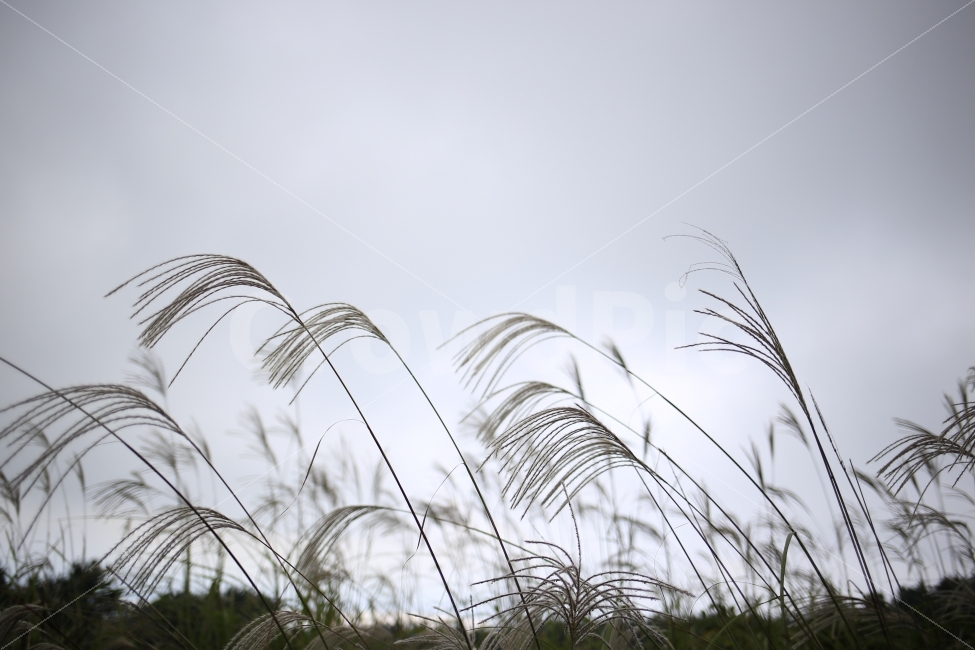 제주도,풍경,억새,가을,자연,억새풀,식물,자연,plants,nature,감성,sensible,feeling