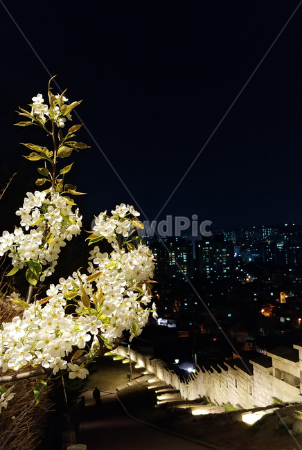 꽃,식물,야경,밤,성곽,공원,낙산공원