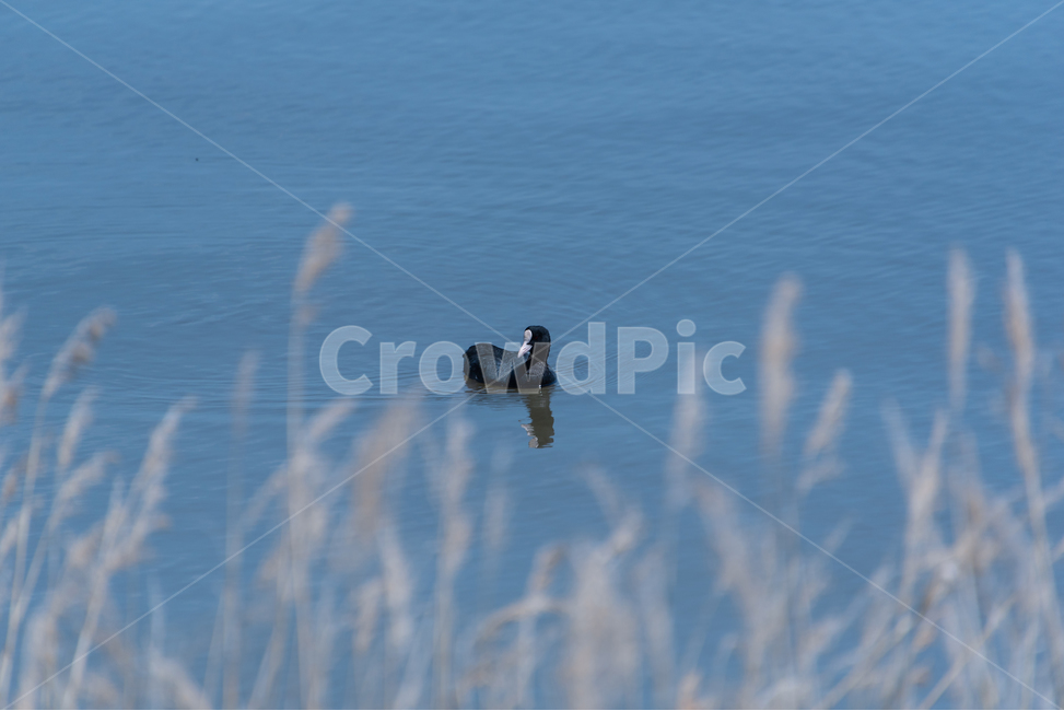 물닭,coot,습지,swamp,새,bird,검은새,black,푸른물,bluewaters,blue,물,water,초여름,summer,5월,may,갈대,reed,풍경,감성,동물,animal,조류,새,birds