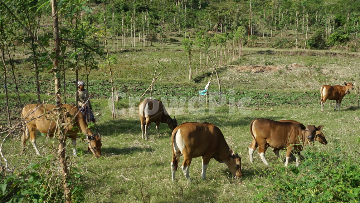소,cow,동물,animal,목축,flock