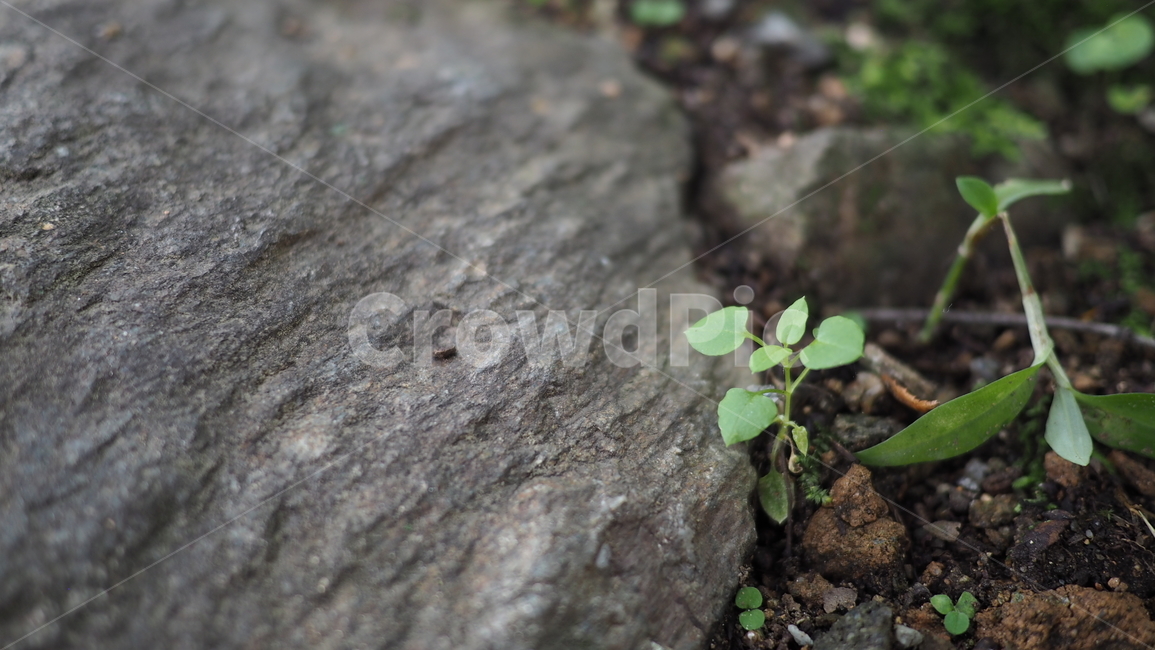 식물,잎사귀,그린,돌,plant